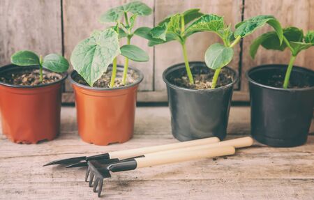 seedling seedlings of cucumbers. selective focuss of cucumbers. selective focusの写真素材
