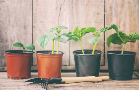 seedling seedlings of cucumbers. selective focuss of cucumbers. selective focusの写真素材