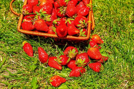 strawberries in a basket on the grass. selective focus.foodの写真素材