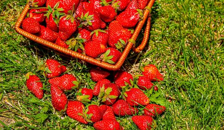 strawberries in a basket on the grass. selective focus.foodの写真素材