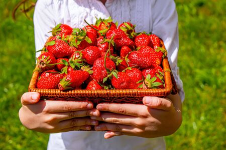 strawberries in a basket on the grass. selective focusの写真素材
