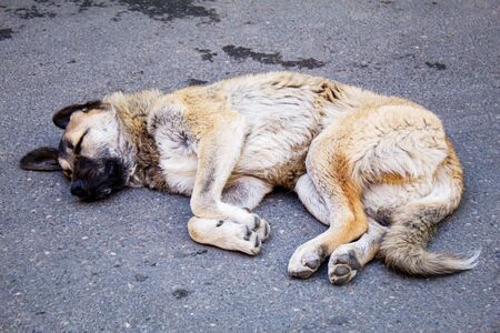 stray dog sleeping near the wall. street dog. selective focus.animalsの写真素材