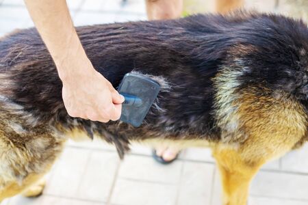 Combing out dog hair. Selective focus.Animalsの写真素材