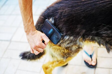 Combing out dog hair. Selective focus.Animalsの写真素材