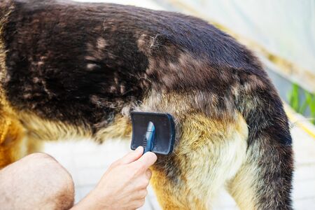 Combing out dog hair. Selective focus.Animalsの写真素材