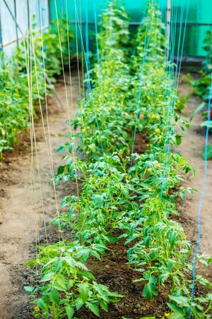 The rows of young plants growing in the greenhouse.natureの写真素材