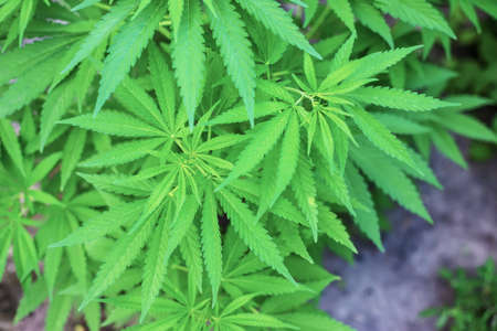 Pile of marijuana cannabis leaf texture.selectiv focus.natureの写真素材
