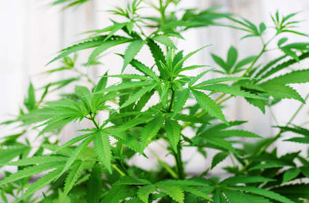 Pile of marijuana cannabis leaf texture.selectiv focus.natureの写真素材