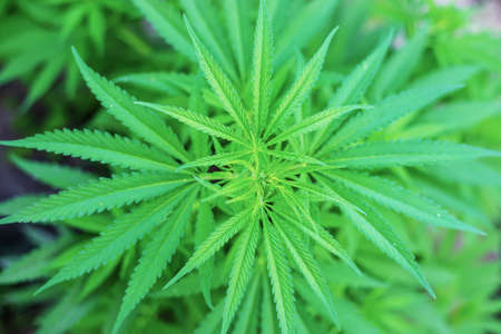 Pile of marijuana cannabis leaf texture.selectiv focus.natureの写真素材