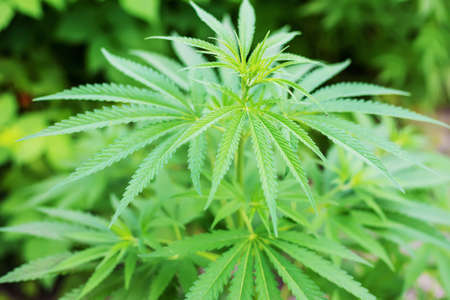 Pile of marijuana cannabis leaf texture.selectiv focus.natureの写真素材