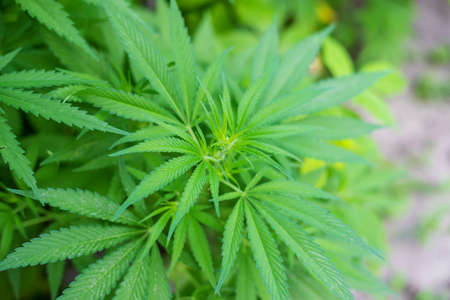 Pile of marijuana cannabis leaf texture.selectiv focus.natureの写真素材