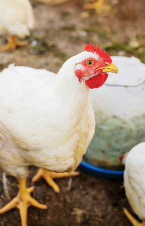 Chickens broilers on the farm. Selective focus.