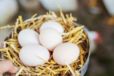 Fresh chicken eggs in the hay on a farm. Selective focus.foodの写真素材
