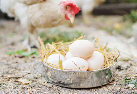 Fresh chicken eggs in the hay on a farm. Selective focus.foodの写真素材