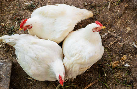 Chickens broilers on the farm. Selective focus.の写真素材