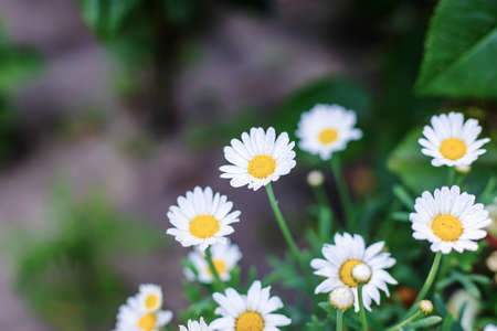 many flowers on a camomile field. Selective focus. nature.の写真素材