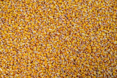 Grains of corn. Harvesting. Selective Focus Natureの写真素材