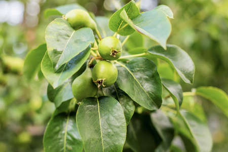 Young pear apples on a tree. Selective focus.Natureの写真素材