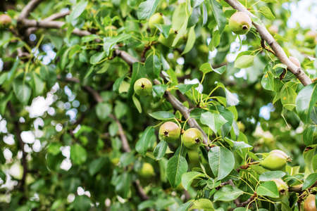 Young pear apples on a tree. Selective focus.Natureの写真素材