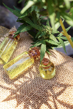 Cannabis leaves on concrete background. Selective focus. nature.の写真素材