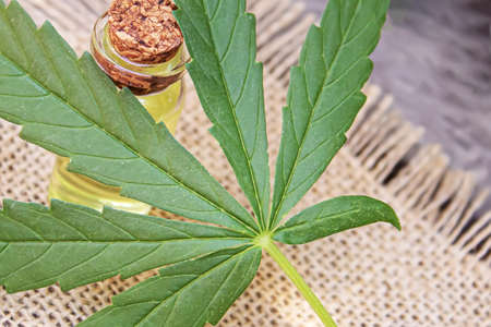 Cannabis leaves on concrete background. Selective focus. nature.の写真素材