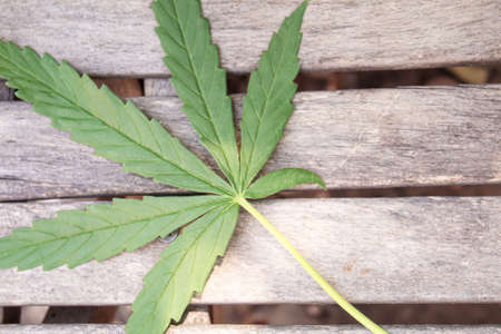 Cannabis leaves on concrete background. Selective focus. nature.の写真素材