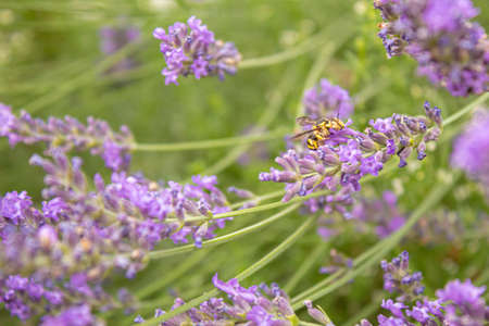 Blooming lavender field. Summer flowers. Selective focus natureの写真素材