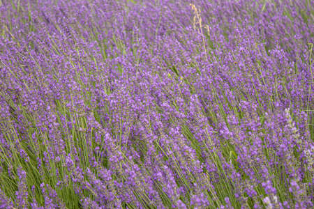 Blooming lavender field. Summer flowers. Selective focus natureの写真素材