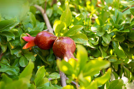 Red pomegranate on a tree in leaves. Selective focus.Nature