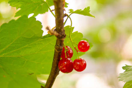 Lingonberry close-up. old little lingonberry. selective focus.Food