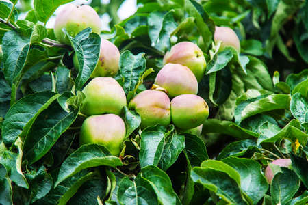 Apples on a tree in the garden. Selective focus.の写真素材