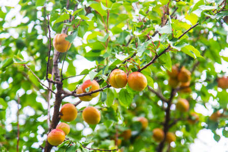 apricot on a tree in the garden. Selective focus.の写真素材