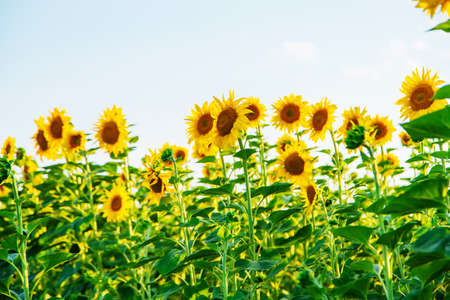 Blooming sunflowers on the field. Selective focus.の写真素材
