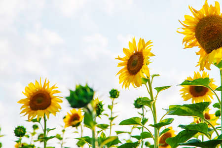 Blooming sunflowers on the field. Selective focus.の写真素材
