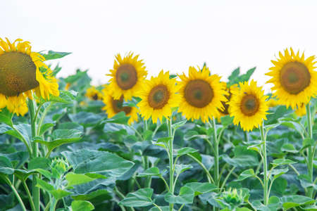 Blooming sunflowers on the field. Selective focus.の写真素材