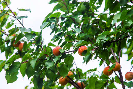 apricot on a tree in the garden. Selective focus.の写真素材
