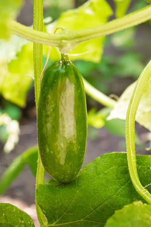 Cucumbers growing on a vine in a rural greenhouse. Selective focus.narureの写真素材