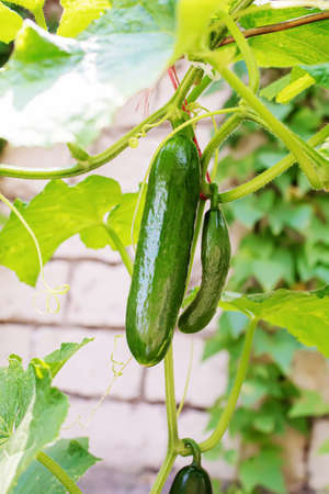 Cucumbers growing on a vine in a rural greenhouse. Selective focus.narureの写真素材