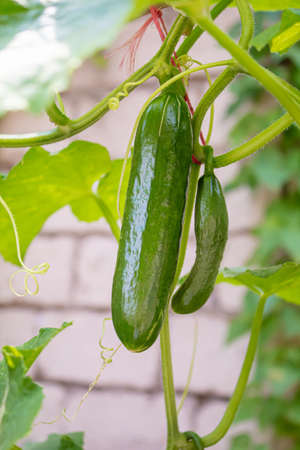 Cucumbers growing on a vine in a rural greenhouse. Selective focus.narureの写真素材
