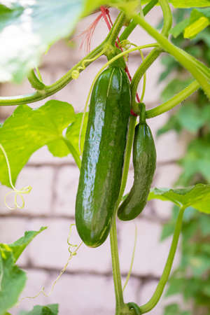 Cucumbers growing on a vine in a rural greenhouse. Selective focus.narureの写真素材