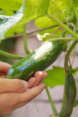Cucumbers growing on a vine in a rural greenhouse. Selective focus.narureの写真素材