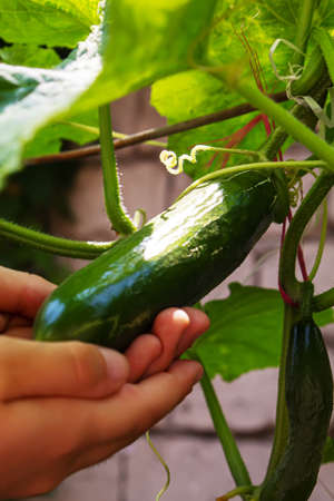 Cucumbers growing on a vine in a rural greenhouse. Selective focus.narureの写真素材