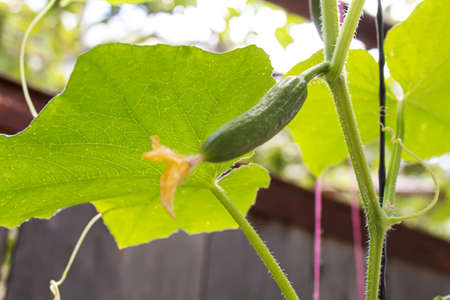 Cucumbers growing on a vine in a rural greenhouse. Selective focus.narureの写真素材