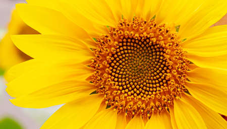 hiding the face of a child behind a sunflower. selective focusの写真素材