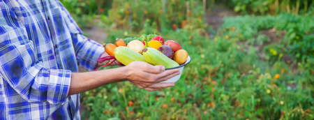 Vegetables in the hands of a man in the garden.の写真素材
