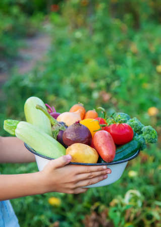 Vegetables in the hands of the child and father in the garden. Selective focus.の写真素材