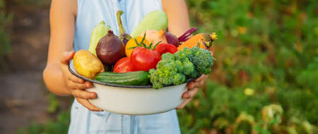 Vegetables in the hands of the child and father in the garden.