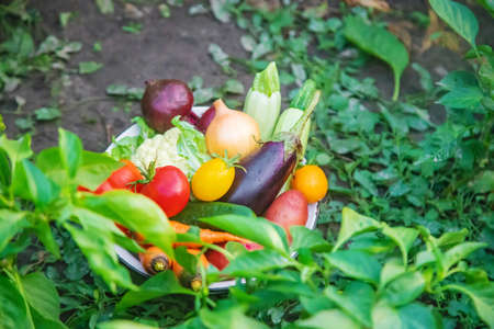 Harvest home-grown vegetables in the garden. Selective focus.