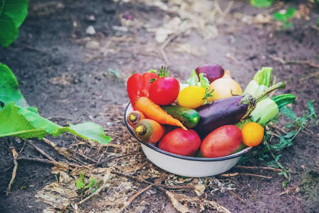 Harvest home-grown vegetables in the garden.