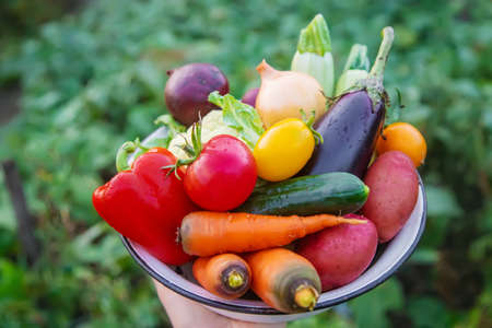 Harvest home-grown vegetables in the garden. Selective focus.の写真素材